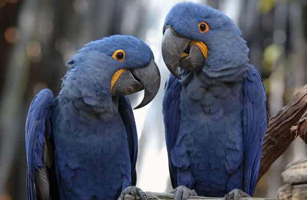 Trovan Unique for animals.jpg