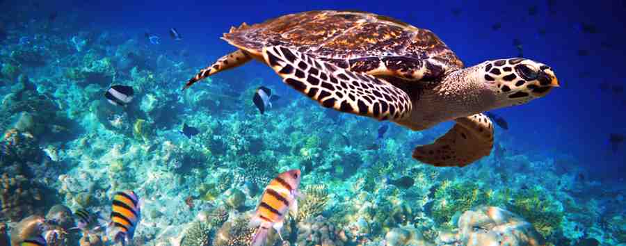 wildlife identificaiton.jpg